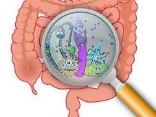 Alla scoperta microbiota, radici nostro benessere (come esso influenza sovrappeso tante altre patologie)
