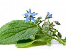 Olio Borragine Ciclo mestruale