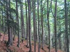 Escursione sulle Alpi Carniche: dall’Alta Forni Cammino delle Pievi