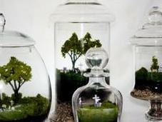 terrarium: consigli realizzare mondo gotico miniatura