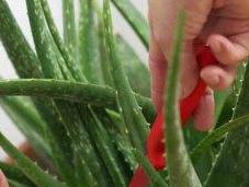 Coltivare usare l’Aloe casa