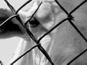 Pasqua, strage innocenti