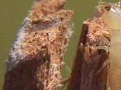 citta' dello zucchero minacciata nuova specie termiti