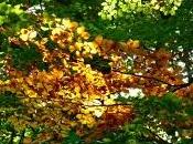 Nuovi antichi colori bosco autunno