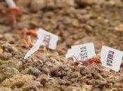 Anche formiche, loro piccolo, incazzano.