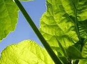 Giardini d'artista Linda Spiller