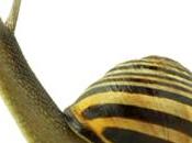 Governo locale prevenzione