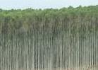 Indonesia: piantagioni eucalipto distruggono giardini forestali benzoino
