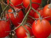 ultimi pomodoro last tomato