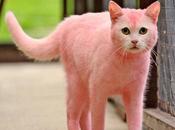 pantera rosa esiste davvero ...ed gatto