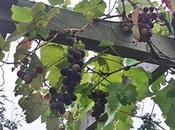 Come vino, dalla vendemmia all’invecchiamento