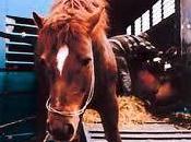 degli uomini anche animali?