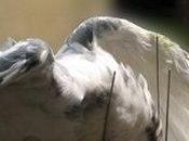 Milano togliete quei respingitori killer piazza Duomo