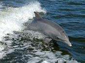 Moria delfini mari Perù disorientati sonar delle navi.