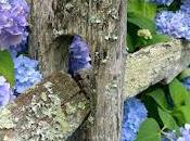 Hydrangea Linnè Hortense