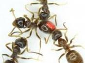 vaccinazione sociale delle formiche