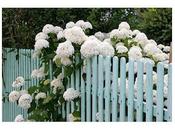 Hydrangea, alcune Varietà