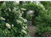 Hydrangea, alcune Varietà