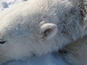 Allopecia perdita pelo negli orsi polari "misteriosa" malattia