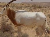 Orice dalle corna sciabola: estinto natura