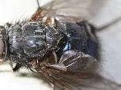 Hitler mosche, realtà supera l’immaginazione