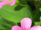 della Primavera: vecchio post