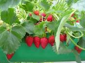 Fragole balcone