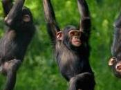 Studio “Science”: nessun altruismo rilevato scimpanzé