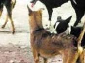 Agrigento Morto uomo aggredito cani Subito piani sterilizzazioni