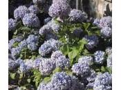 Ortensie blu, azzurre, celesti: ecco come fare mantenerle
