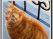 Atti Eroici Cani, Gatti Meno Male Sono Loro Salvarci Vita!