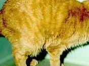 cistite gatto: terapia prevenzione