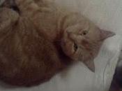 Roba gatti: Attila Purulla, rapporto evoluzione.