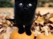 Notte Valpurga( Aprile) Torna l’incubo sacrifici gatti neri Satana