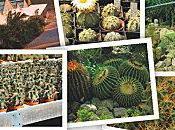 Cactus, hoya, succulente molte altre piante Cactusgarden