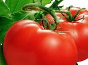 Come coltivare curare pomodori