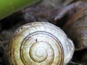 scudo della bottega mistero