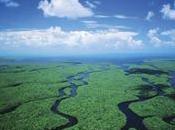 Everglades sono regione paludosa subtropicale situata nella porzione meridionale dello stato della Florida (USA).