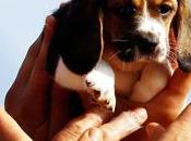 Green Hill: animalisti strappano cuccioli morte torture