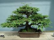 liberazione bonsai