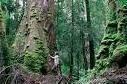 Foreste naturali: impresa forestale australiana ferma alla deforestazione