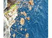 Macchia mediterranea