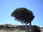 direttamente dalla Sardegna