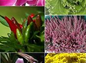 ....e anticipare primavera