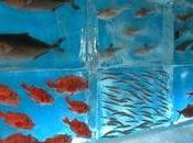 L’acquario pesci congelati Kesennuma