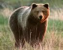 Emergenza parchi: orsi marsicani uccisi settembre 2007