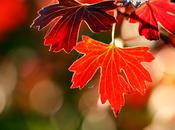 L’uomo, mondo poesia