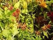 colori dell'autunno _orticolario 2010
