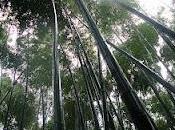 matcha perfetto bosco bambù