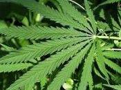 Toscana: libera alla cannabis terapeutica